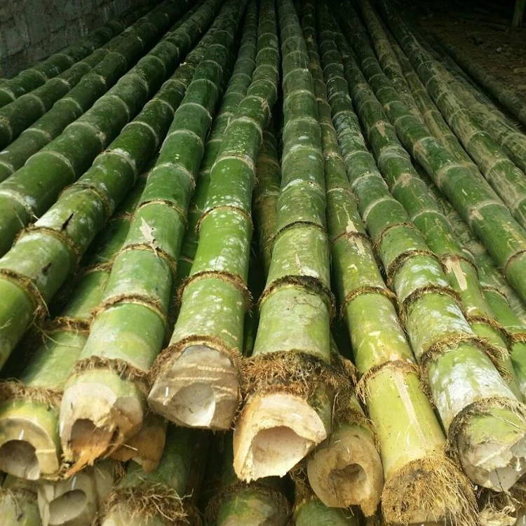 VIETNAM BAMBOO POLES (+84 845 639 639)