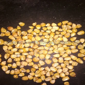 Yellow Maize Animal Feed
