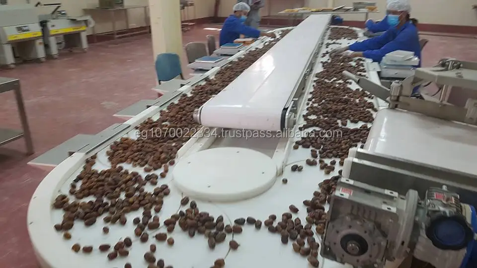 egypt dates SEMI DRY PRICE 20222