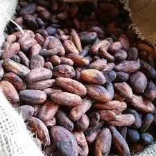 Cocoa floral absolute oil 100% pure and natural with high quality