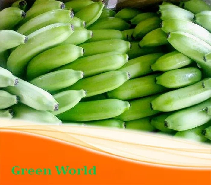 BEST SELLER_CAVENDISH BANANA, PREMIUM QUALITY WITH GOOD PRICE