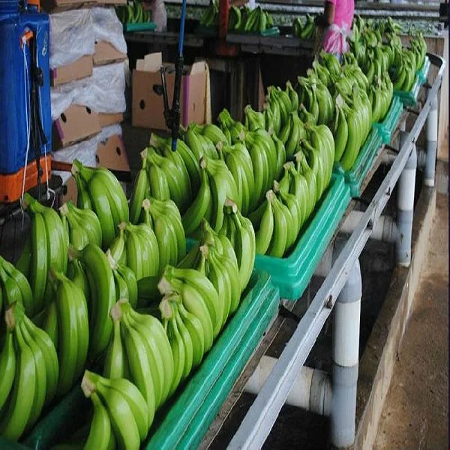 green cavendish bananas