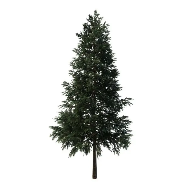 Black Spruce 100%  Natural and Pure  Hydrosol Floral Water