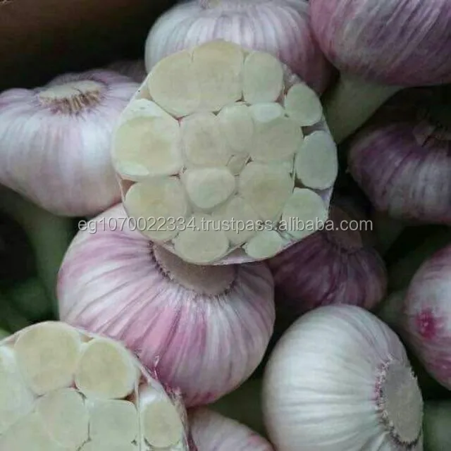 PREMIUM FRESH GARLIC! SPECIAL PRICE!
