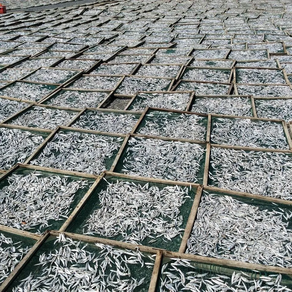 Хорошая цена сушеный анчоусы | Сушеная Рыба морепродукты вяленая ЕС