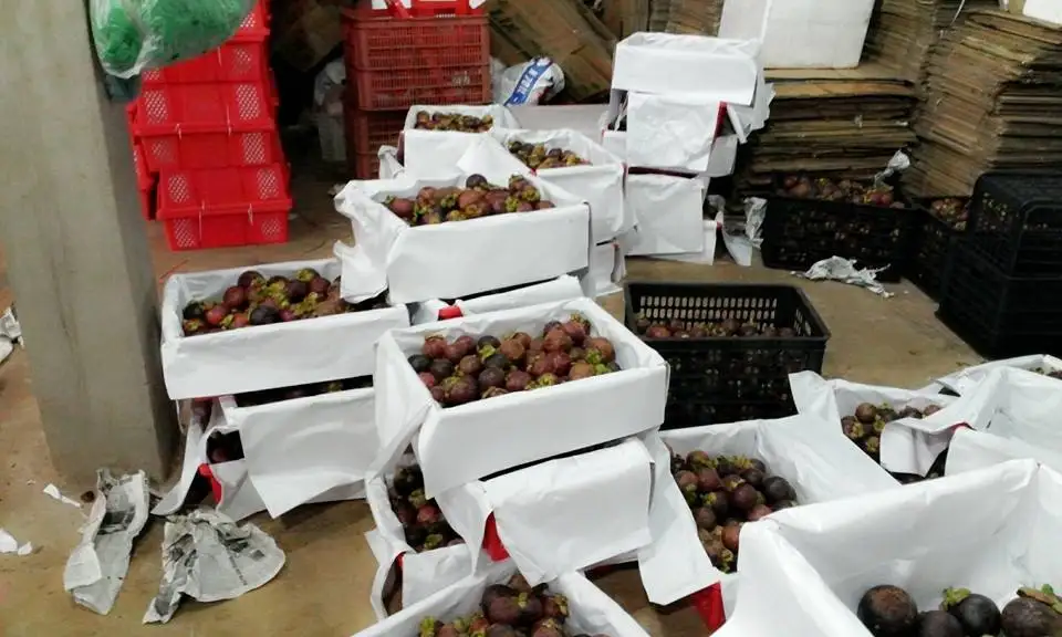 Best Price for Fresh Mangosteen Origin Vietnam// Ms Annie /WHATSAPP +84 396986490