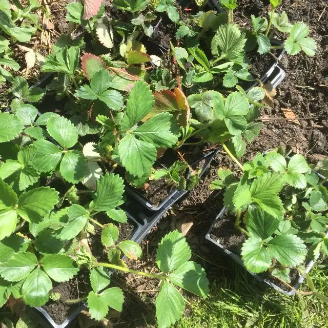 
Strawberry Plants 