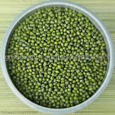 FRESH GREEN MUNG BEAN FOR MAKING SPROUT