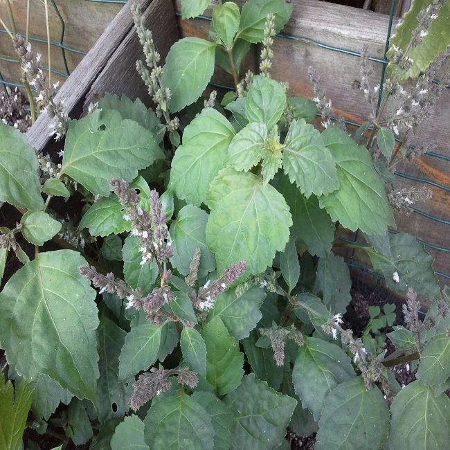 Patchouli Oil in Bulk