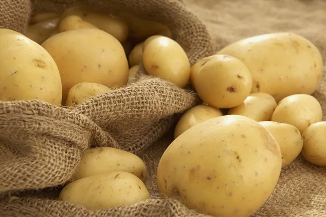 Fresh Potato Amazing Competitive Price