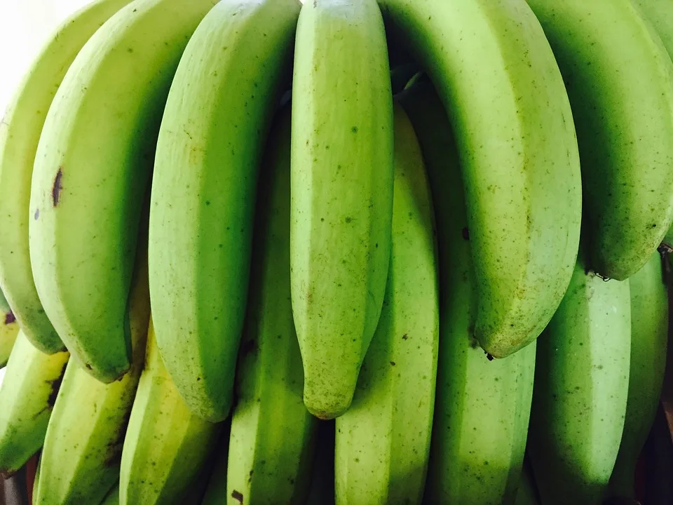 CAVENDISH BANANA THE BEST QUALITY COMPETITIVE PRICE SUPPLY TO ALL COUNTRIES IN THE WORLD FROM VIETNAM