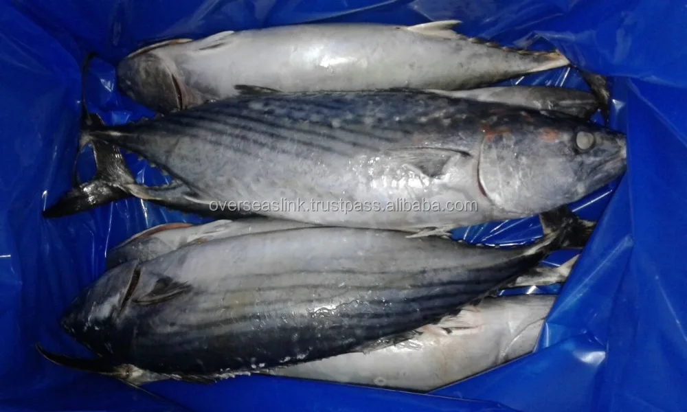 
Hot Selling High Quality olig frozen bonito tuna for wholesale 