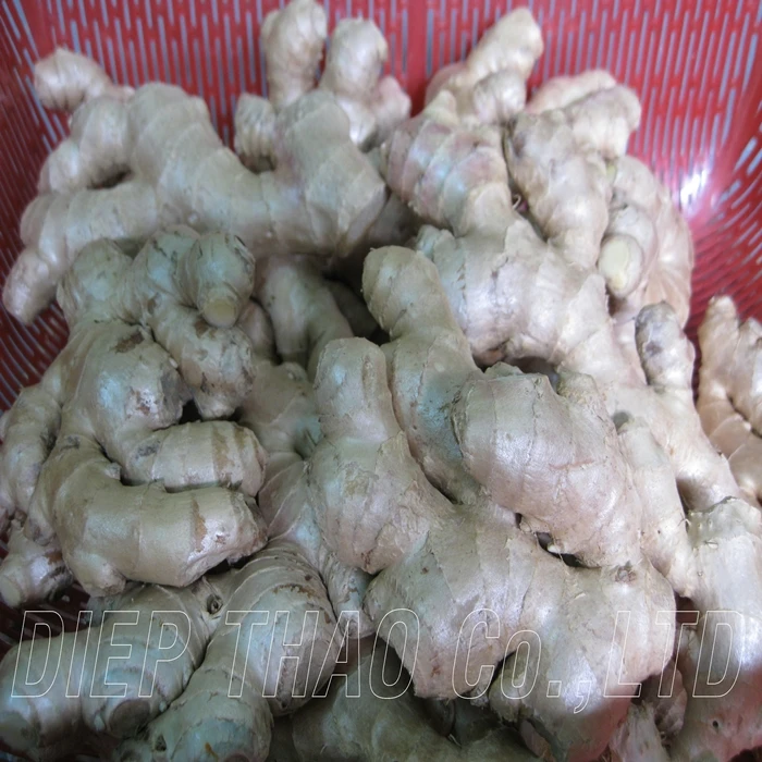 Свежий/сушеный/порошок имбиря вьетнамской фермы