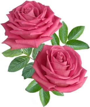 Rose Essential Oil for Bulk Supplier |Wholesale Supply Pure Rose Essential Oil