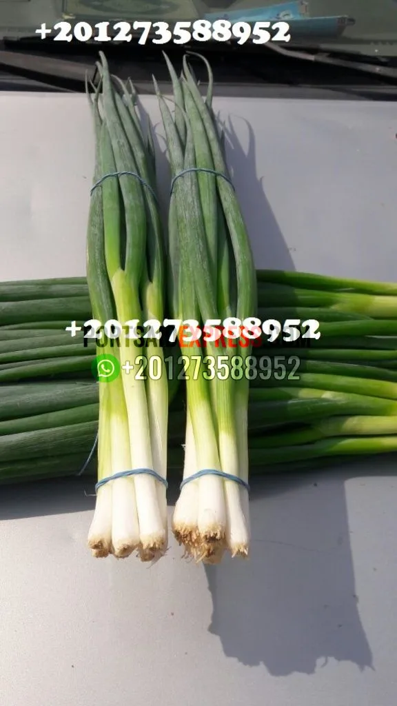 
fresh green onion , fresh spring onion BY AIR AND BY SEA 