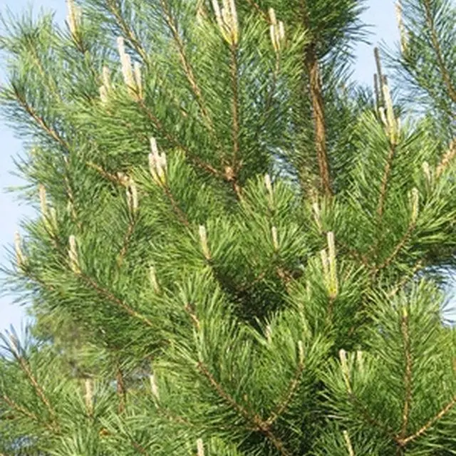 Black Spruce 100%  Natural and Pure  Hydrosol Floral Water