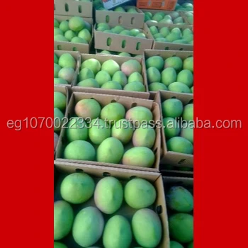 fresh mango fruit ready to export to Spain