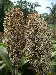 
Only price of that sorghum seeds for Malaysia 