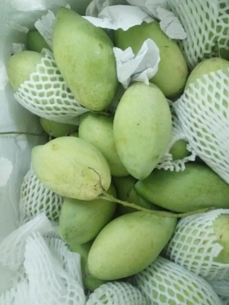  wholesale frozen mango/ mango fruit from viet nam