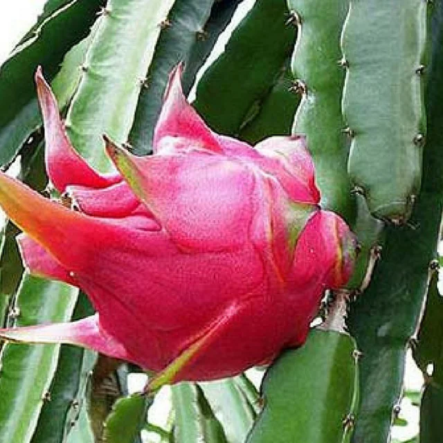 Vietnamese fresh dragon fruit/piyata with competitive price