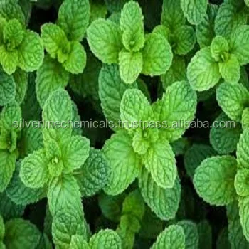 TOP QUALITY PEPPERMINT OIL NATURAL