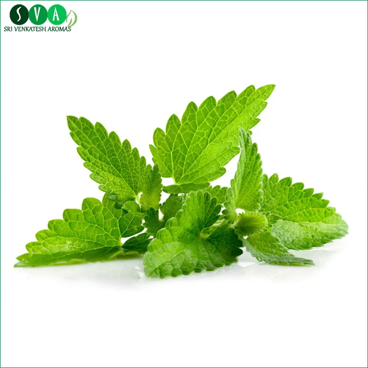 Supplier Bulk 100% Pure Natural Peppermint Essential Oil - Premium Quality Manufacturer for Multi-Purpose Use Wholesale Prices