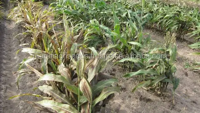 Семена белого сорго для Мексики