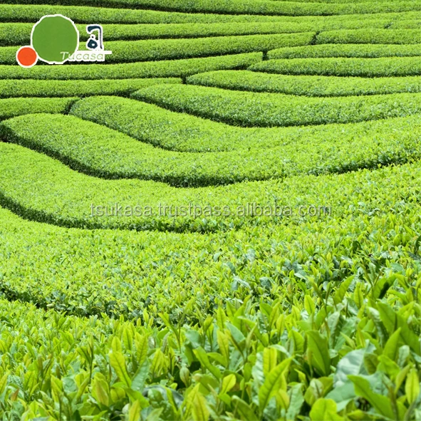 
Japanese variety grade bulk wholesale green tea Sencha Gyokuro 