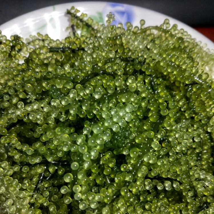 Dried Sea Grape With Competitive Price From Vietnam