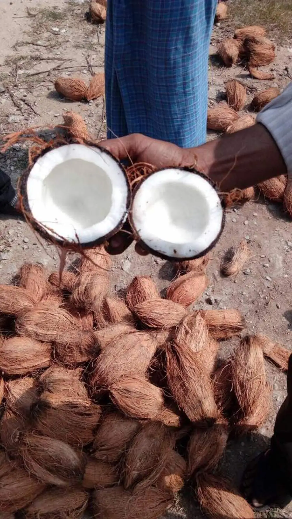 Fresh Organic Matured Coconut