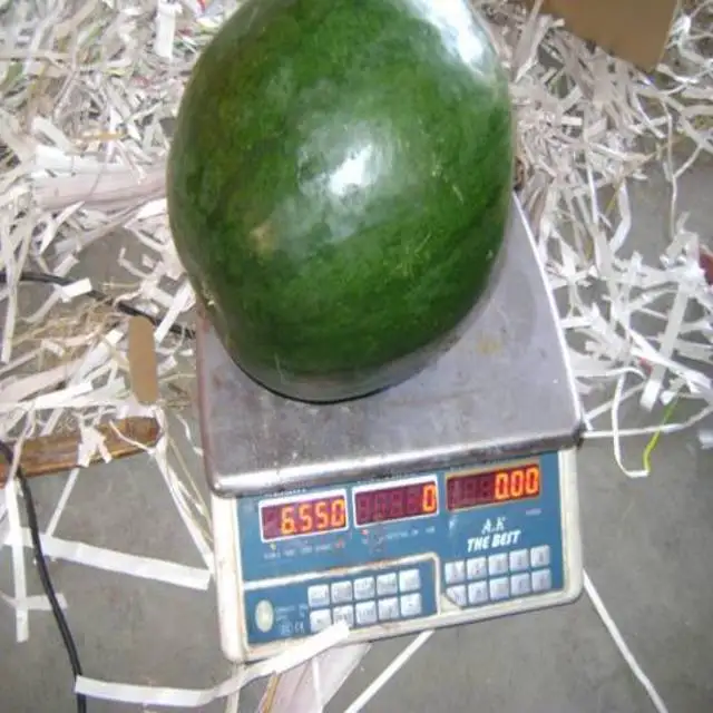  Качественный арбуз поставщик арбуза