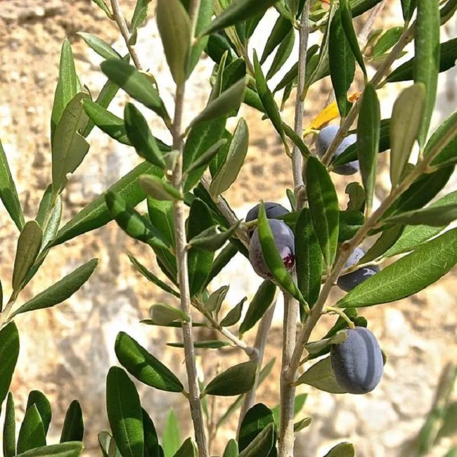 Hot Selling quality Olive Leaf Extract