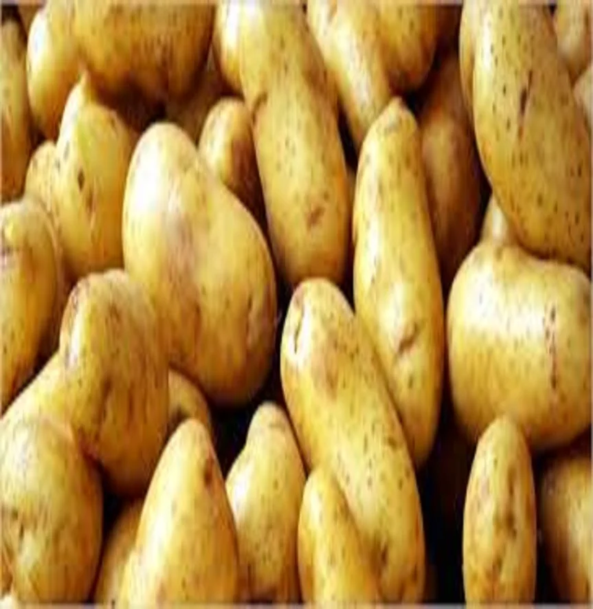 Свежий ирландский картофель