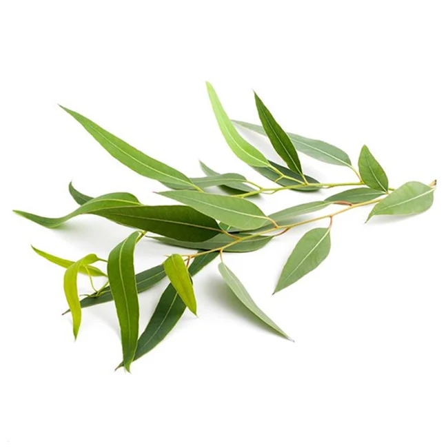 High Quality Pure Eucalyptus Essential Oil 99% at Bulk Price