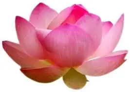 100% чистое и натуральное ароматическое масло Pink Lotus Attar высокого качества