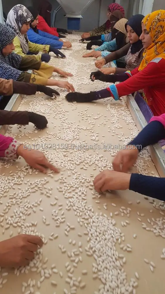 
Egyptian white kidney beans 