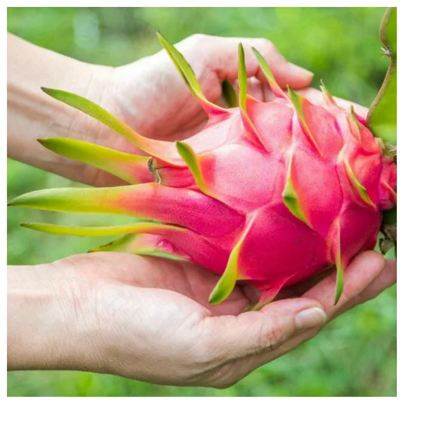 Vietnamese fresh dragon fruit/piyata with competitive price