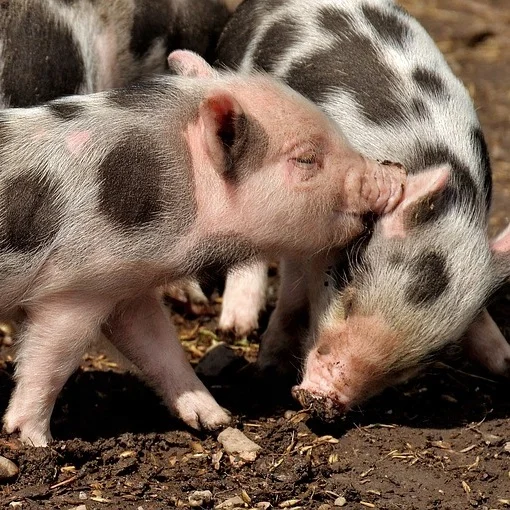 Feed Probiotics as foods for birds fishes pigs and piglets