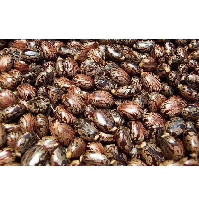 Castor oil undiluted and 100% pure and natural castor carrier oil