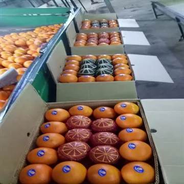 
Egyptian valencia orange 