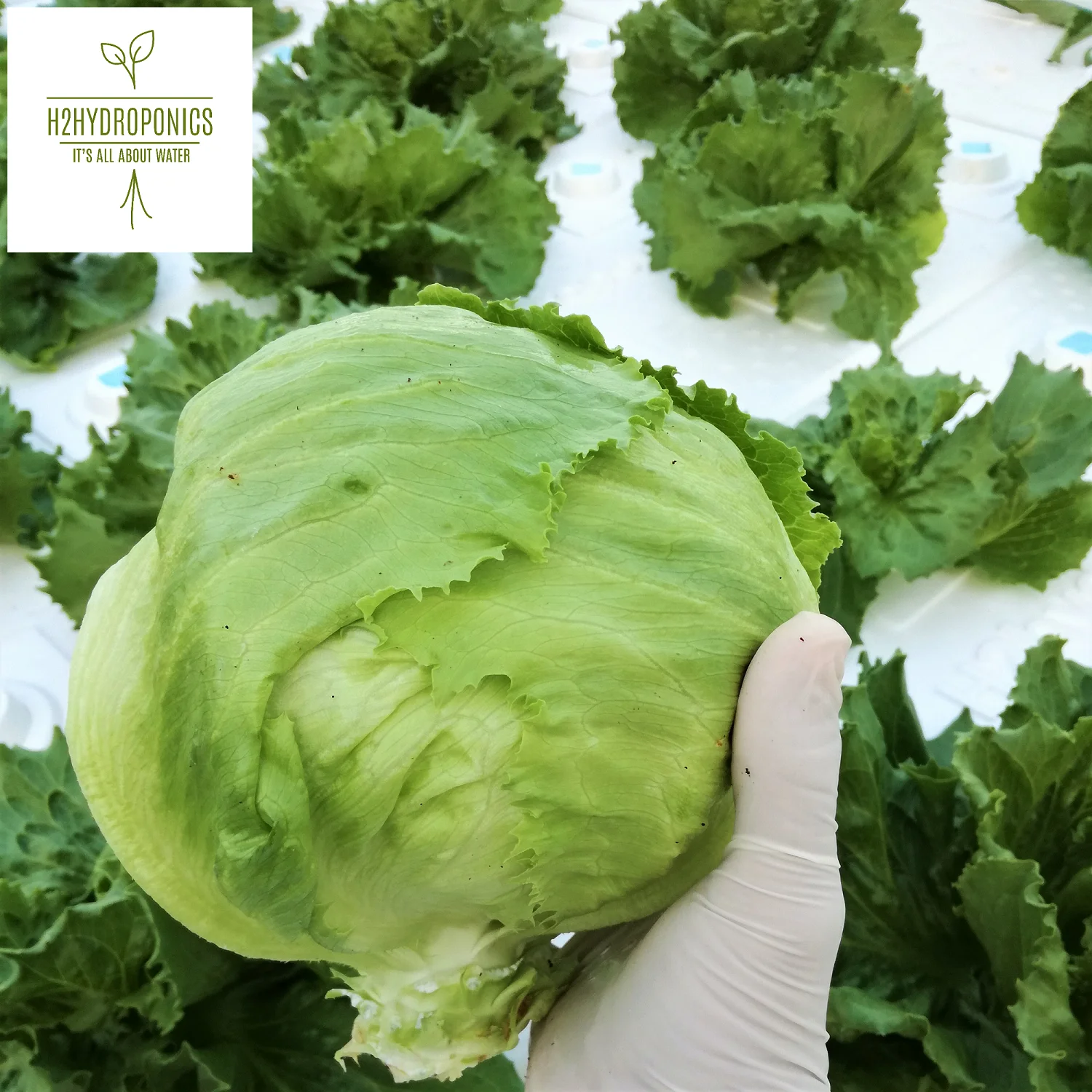 Premix Fertilizer formula for hydroponic growing systems and organic production