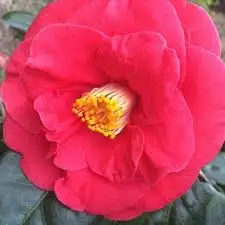 High Quality Best Cosmetic Skin Camellia Essential Oil