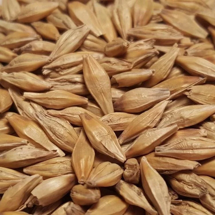 
Premium Quality Of Barley Seeds 