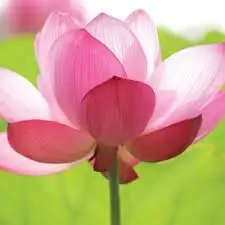 100% чистое и натуральное ароматическое масло Pink Lotus Attar высокого качества