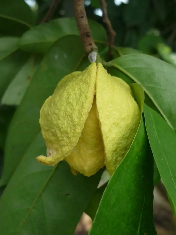 High Quality Soursop Leaves Extract Powder (Mekong Herbals) Mrs Ella Nguyen: Webchat: cellphone: +84938898920