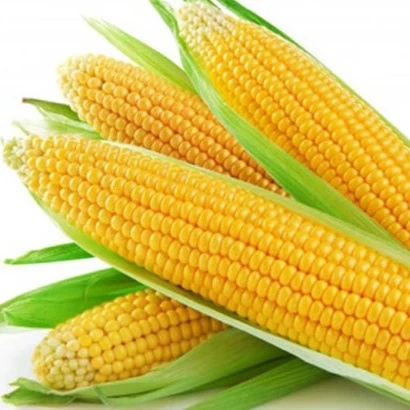 White and Yellow Maize/Corn for sale