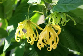 Fresh Pure Original Ylang Ylang Oil