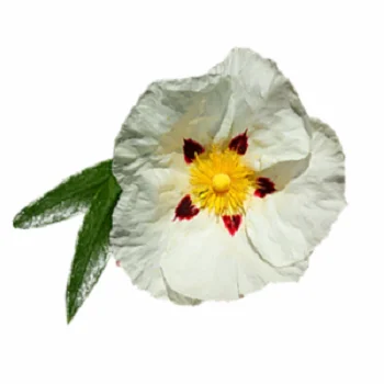 Organic Certified Labdanum Essential Oil GMP Approved