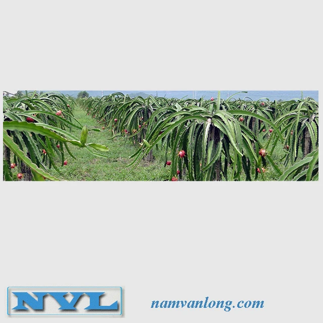 Экспорт свежих фруктов дракона высокого качества и по конкурентоспособной цене