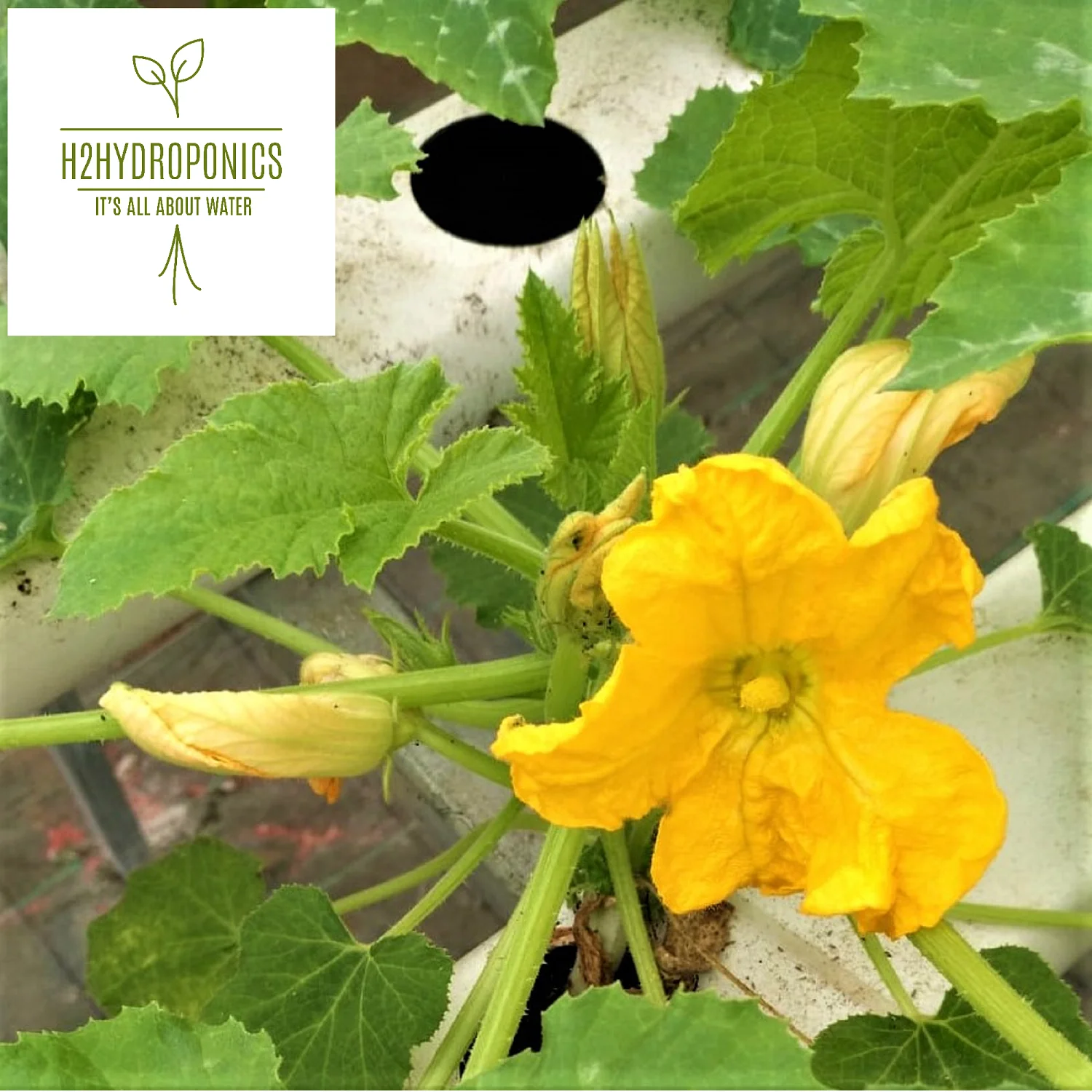 NFT growing system for lettuce,spinach,basil,strawberry, application and NFT gully hydroponic Product for greenhouse